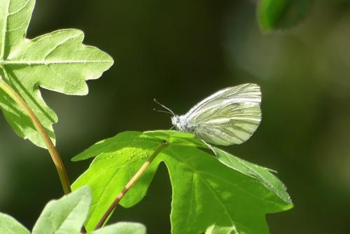Pieris napi